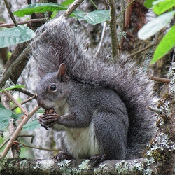 Western Gray Squirrel