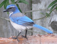 California Scrub-Jay