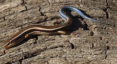 Western Skink