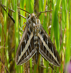 White-lined Sphinx