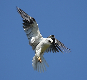 White-tailed Kite