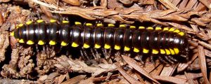 Yellow-spotted Millipede