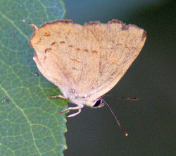 Golden Hairstreak