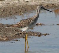 Greater Yellowlegs