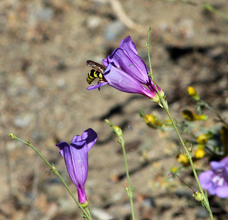 Hornet on Foothill Penstemon