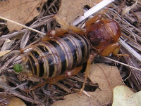 Jerusalem Cricket