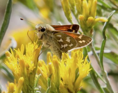 Juba Skipper