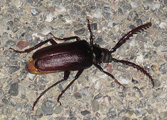 Long Horned Beetle