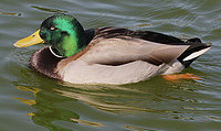 Mallard