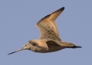 Marbled Godwit