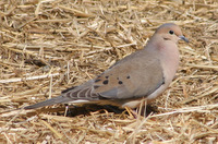 Mourning Dove