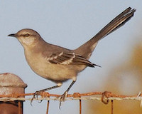 Northern Mockingbird