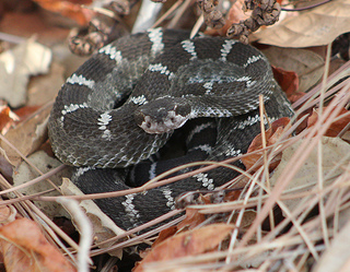 Northern Pacific Rattlesnake