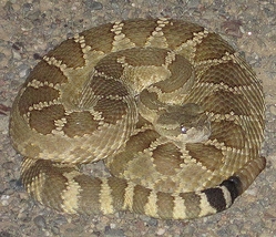 Western Rattlesnake