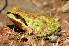 Pacific Chorus Frog