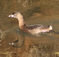 Pied-billed Grebe