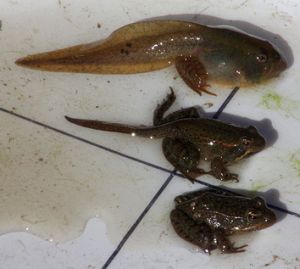 Red-legged Frog stages