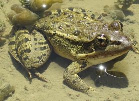 Red-legged Frog