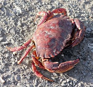 Red Rock Crab