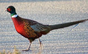 Ring-necked Pheasant