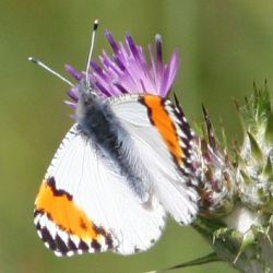 Sara Orangetip