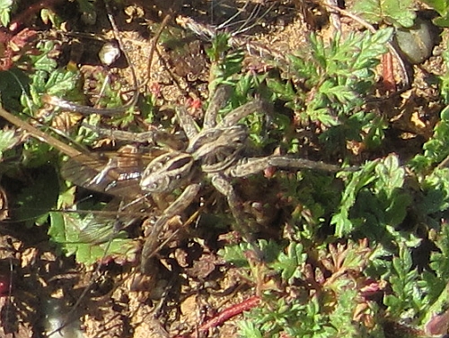 Wolf Spider