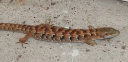 Southern Alligator Lizard