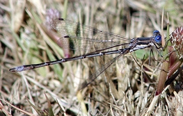 Spotter Spreadwing