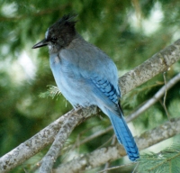 Steller's Jay