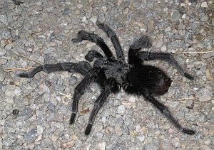 Tarantula