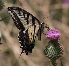 Two-tailed Swallowtail