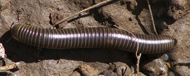 Tylobolus Millipede