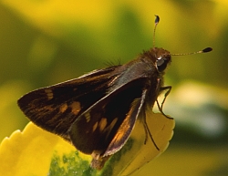 Umber Skipper