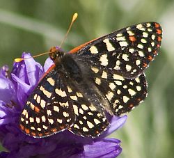 Variable Checkerspot