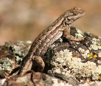 Western Fence Lizard