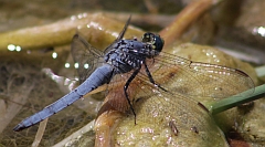 Western Pondhawk