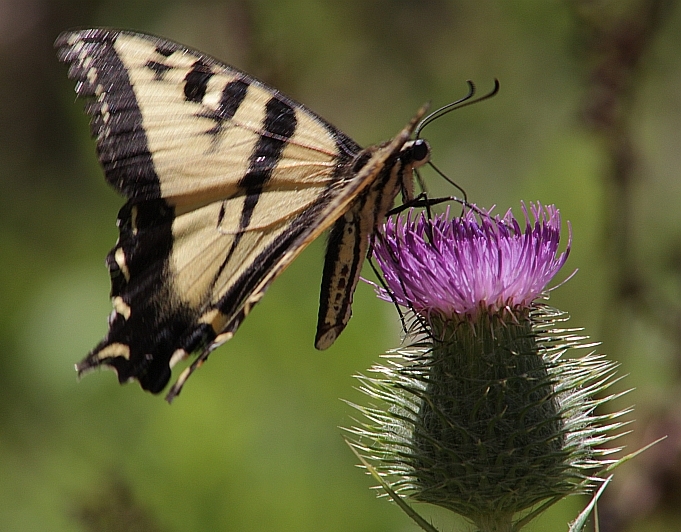 Western Tiger Swallowtail