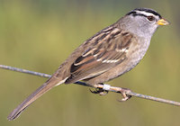 White-crowned Sparrow