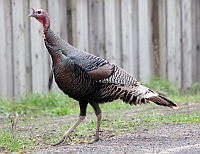 Wild Turkey